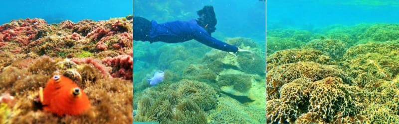 Lặn ngắm san hô nguyên sinh